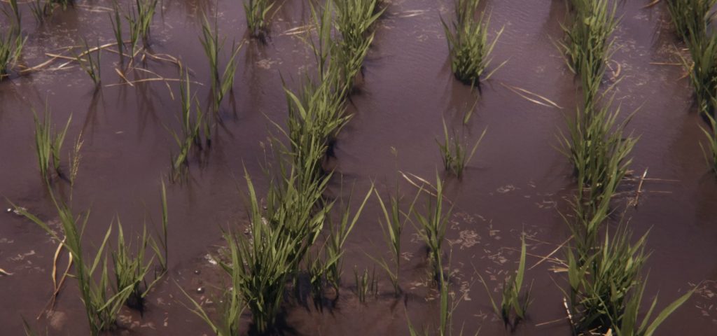 Посевы риса и шпината в Farming Simulator 25 